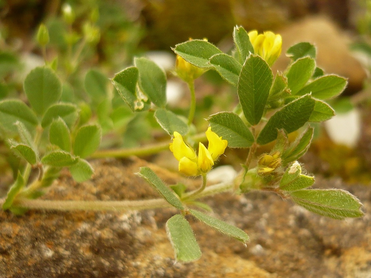 Medicago minima (Fabaceae)